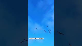 Cormorants flying high at Mori point California nature birdslover [upl. by Odlabso]