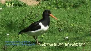 Scholekster  Eurasian Oystercatcher  Haematopus ostralegus 01 [upl. by Ailel]