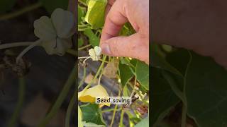 How To Save Nasturtium Seed seedsaving gardening [upl. by Gollin]