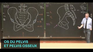 Anatomie des os du pelvis et pelvis osseux Pelvis 1 [upl. by Katz]