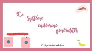 Le système endocrine généralités et signalisation cellulaire [upl. by Omik]