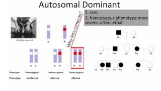 Mendelian Inheritance by B Korf  OPENPediatrics [upl. by Oidgime924]