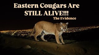 The Shocking Truth About Eastern Cougars EXPOSED [upl. by Gelman]