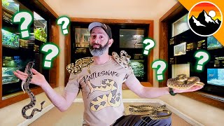 SNAKE CHALLENGE  Which one is Deadliest [upl. by Aihcats]