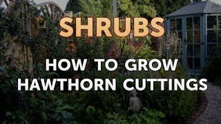 How to Grow Hawthorn Cuttings [upl. by Resarf]