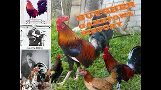 BUTCHER GAMEFOWL HISTORY [upl. by Atok]