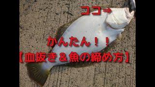 【魚を締める】 素人でもできるヒラメの簡単活締め（47秒で解る血抜きamp魚の締め方）鹿児島 釣り [upl. by Nivk648]