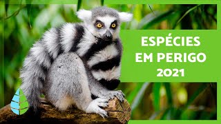 ANIMAIS em EXTINÇÃO 🐬 1O espécies em perigo 2021⚠️ [upl. by Allianora751]