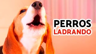 12 Perros Ladrando Muy Fuerte para molestar a tu perro o gato HD [upl. by Tnilc]