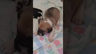 Distemper symptoms in 2 week old puppy [upl. by Glynis]