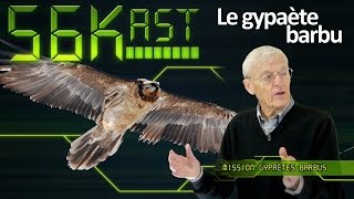 56Kast 92  Vie et sort du gypaète barbu [upl. by Anitnegra]