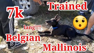 Belgian Mallinois 7K lang may Basic Obedience Training pa [upl. by Ned612]