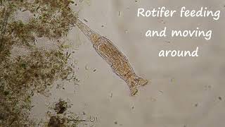 Rotifer feeding and moving around under my microscope [upl. by Anohs905]