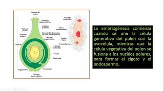 Curso Micropropagación Embriogénesis organogénesis y prolifereación de yemas [upl. by Priestley]