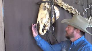 Bits Bridles and Physiology of the Horses Head [upl. by Artina]