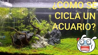 ¿QUE ES EL CICLADO DE UN ACUARIO [upl. by Aynek452]