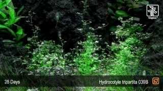 Hydrocotyle tripartita [upl. by Dnomsaj]