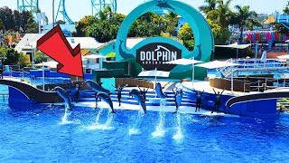 Dolphin Adventures SeaWorld San Diego Full Show [upl. by Amlus]