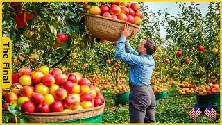 17 Unbelievable Fruit And Vegetable Harvests You Won’t Believe  Farming Documentary [upl. by Atikel]