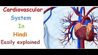 Cardiovascular system in hindi  functions  structure  pulmonary and systematic circulation [upl. by Gibby]