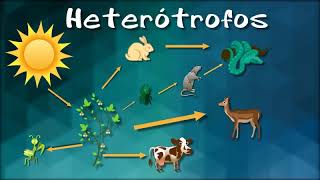 ORGANISMOS AUTOTROFOS Y HETEROTROFOS [upl. by Zacharia]