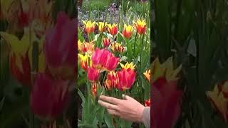 Tuto jardin création massif de bulbes tulipes alliums narcisses plantation shortsyoutube [upl. by Selmner]