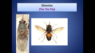 True Flies Musca domestica Stomoxys calcitrans Glossina Metallic flies Flesh flies [upl. by Kylynn]