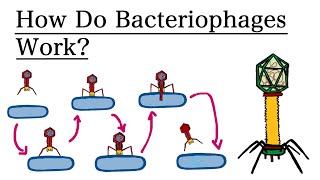 What are Bacteriophages How do they work  MCAT Biology [upl. by Millie829]