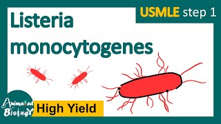 Listeria monocytogenes  What is listeriosis  microbiology and pathology  USMLE Step 1 [upl. by Mrots]