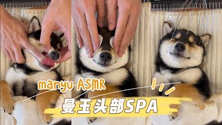 【ASMR】曼玉Manyu头部Spa  每周清洁 请戴耳机 柴犬 多巴胺 豆柴 抖音 柴犬可愛い [upl. by Llednol]