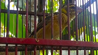 SUARA BURUNG MANYAR TROTOL [upl. by Mighell]