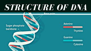 Structure of DNA  Hindi [upl. by Amitak]