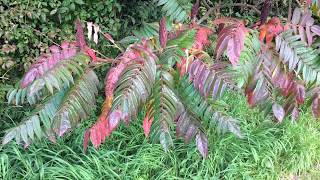 Stags horn sumach Rhus typhina  shrub  October 2017 [upl. by Eelrihs]