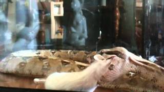 Boa Constrictor Snake Eating Mouse Dinner [upl. by Blaseio]