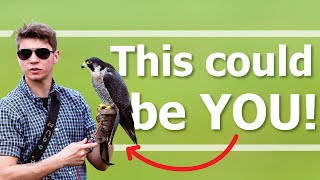 How to become a FALCONER  UK Tips [upl. by Latin]