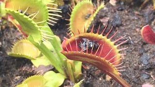 VENUS FLY TRAP SUMMER CARE TIPS LETS TALK TEMPERATURES AND OTHER CONDITIONS [upl. by Northrup]