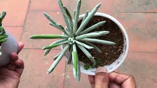 CORRECTION ON THE CARE FOR SENECIO SILVER CORAL  SUCCULENT CARE TIPS [upl. by Rosella701]