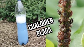 APLICA este INSECTICIDA CASERO para que tus PLANTAS nunca más vuelvan a tener plagas De AJO [upl. by Nagud]