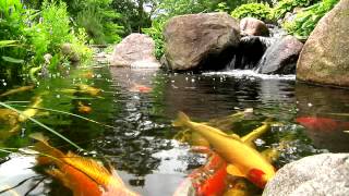 York Lancaster Harrisburg PA Backyard Koi Fish Ponds Waterfalls and Fountains [upl. by Imnubulo683]