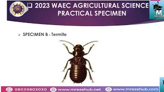 2023 WASSCE WAEC AGRICULTURAL SCIENCE PRACTICAL SPECIMENS [upl. by Lorie]