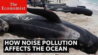 How noise pollution threatens ocean life [upl. by Sucy263]