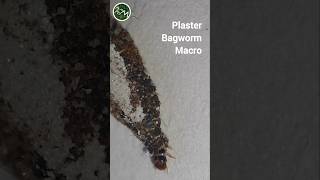 Plaster Bagworm Macro  worms nature shorts  Wild World TV [upl. by Uzzi]