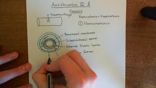 Antithrombin 3 and Heparin Part 1 [upl. by Revilo]