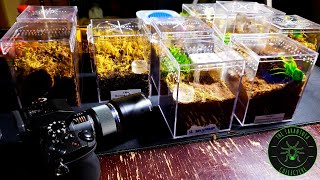 How To Make Tarantula Enclosures for Spiderlings and Juveniles [upl. by Wiencke]