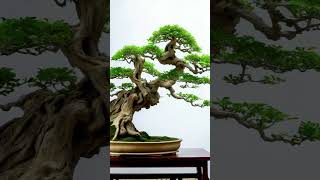 Beautiful Bonsai Works🌳🌲💥494shorts shortsvideo beautifulbonsai art khuebonsai🥰❤️ [upl. by Barling]