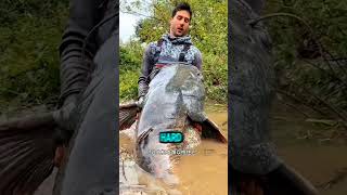 The Giant Catfish A Fishing Adventure shorts [upl. by Ahsirhcal]