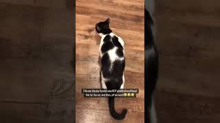 Cat coughing during asthma attack 😭 cats asthma cat [upl. by Euqirrne]