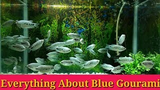 Everything About Blue Gourami [upl. by Cinomod18]