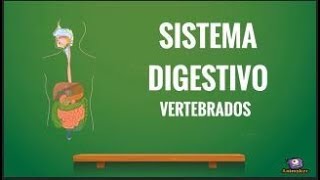 Sistema Digestivo Vertebrados [upl. by Lierbag]