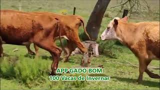 100 Vacas de Invernar [upl. by Perren]